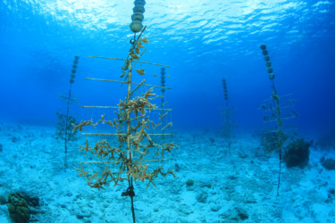 Coral Reef Farming